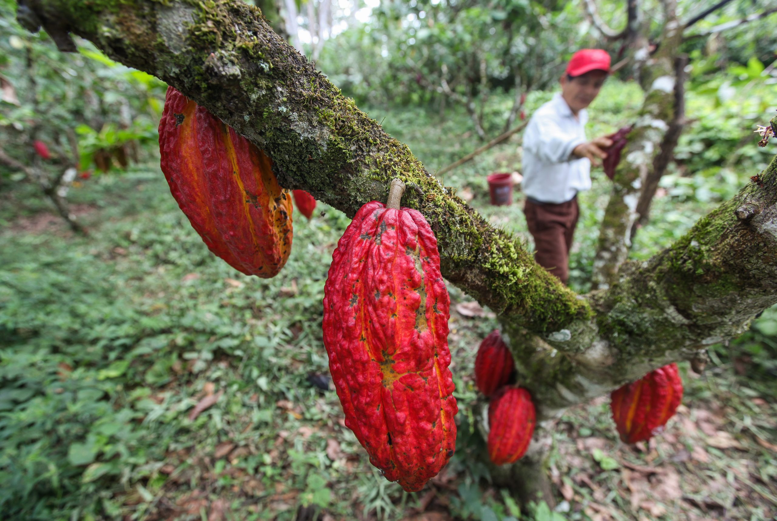 A view of the cocoa growers
