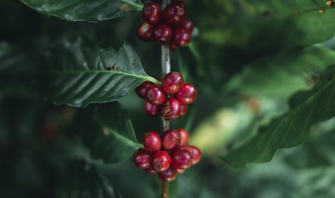 Coffee Cherry